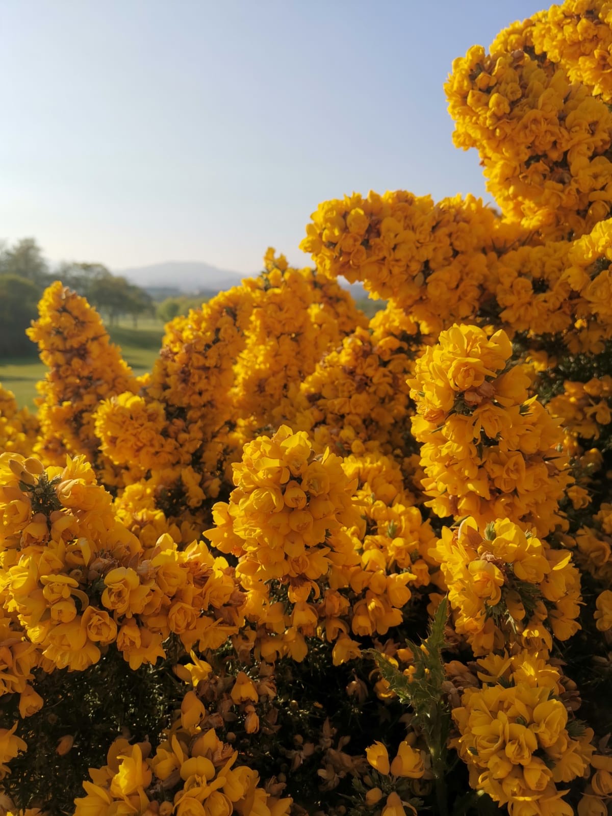 Good Energy Flower Mist
