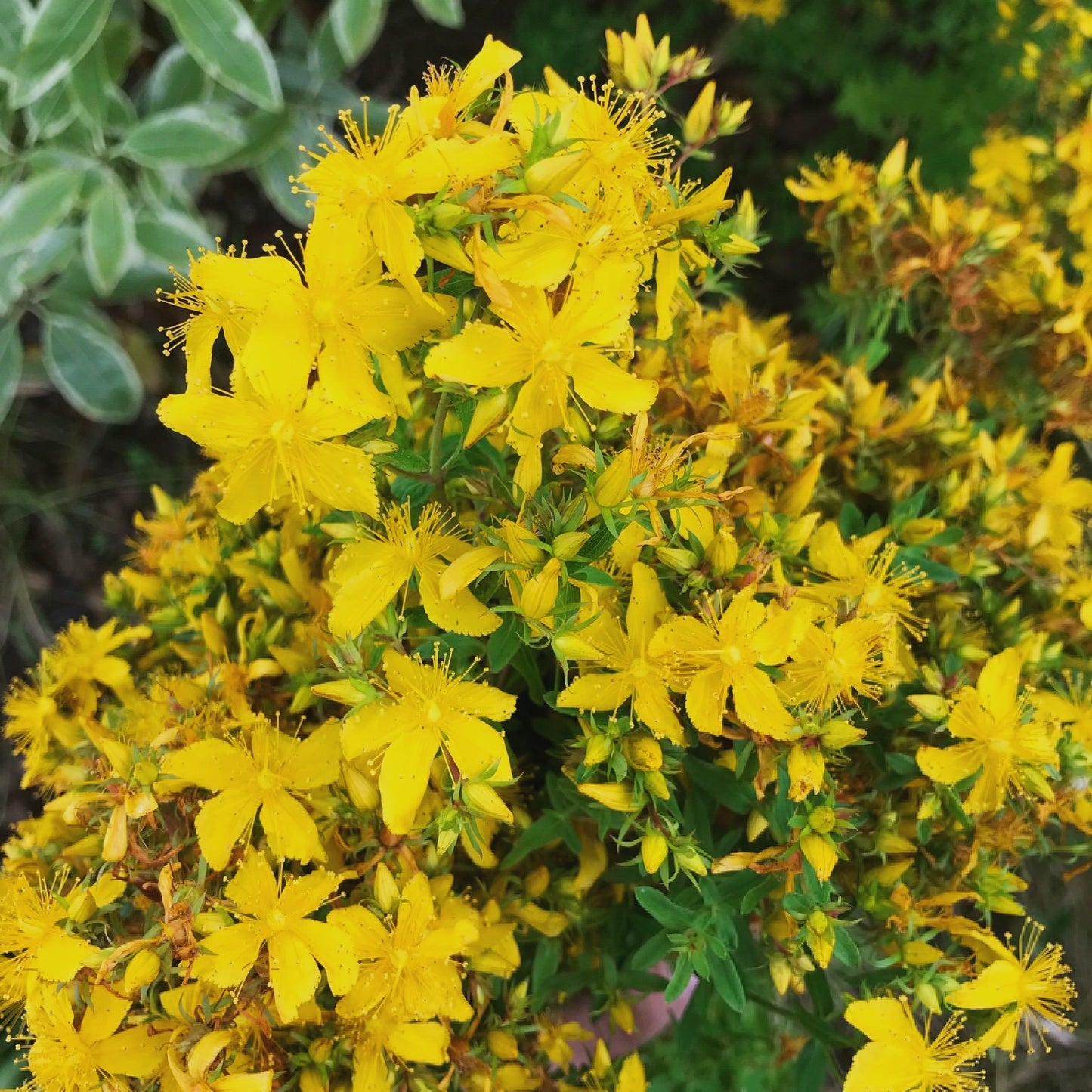 Good Energy Flower Mist