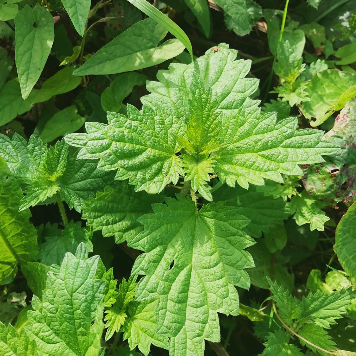 Herbal Subscription Boxes